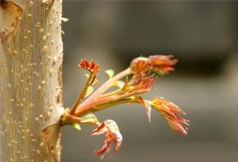 香椿1.jpg
